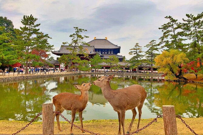 Private Shore Excursion: Osaka&Nara Tour from Osaka/Kobe Port - Key points to know before booking