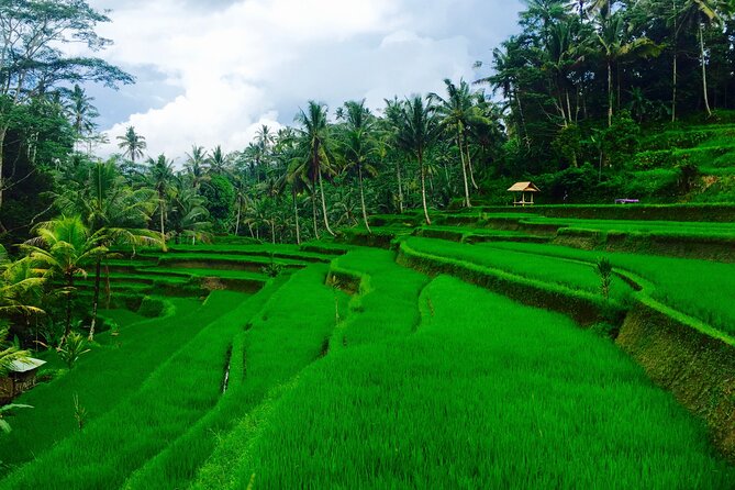 Private Shore Excursion: Ubud Art Villages and Sacred Monkey Forest - The guide can make or break the day