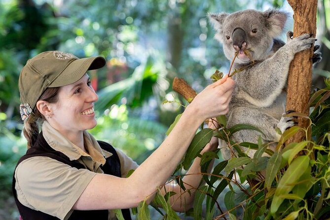 Private Shore Excursions with Lone Pine Koala Sanctuary Visit - A full Brisbane day without a packed bus