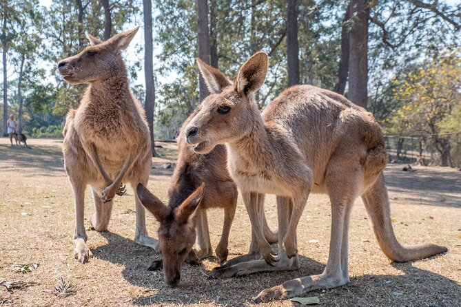 Private Shore Excursions with Lone Pine Koala Sanctuary Visit - Story Bridge views from Kangaroo Point