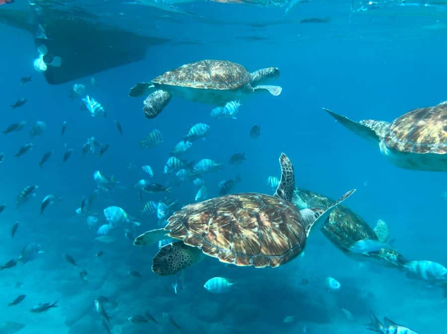 Private Snorkel Experience with Sea Turtle for Cruisers - Key points at a glance
