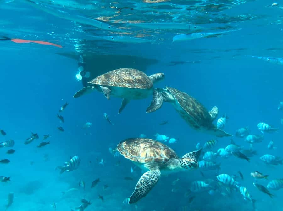 Private Snorkel Experience with Sea Turtle for Cruisers - Watching sea turtles in open water