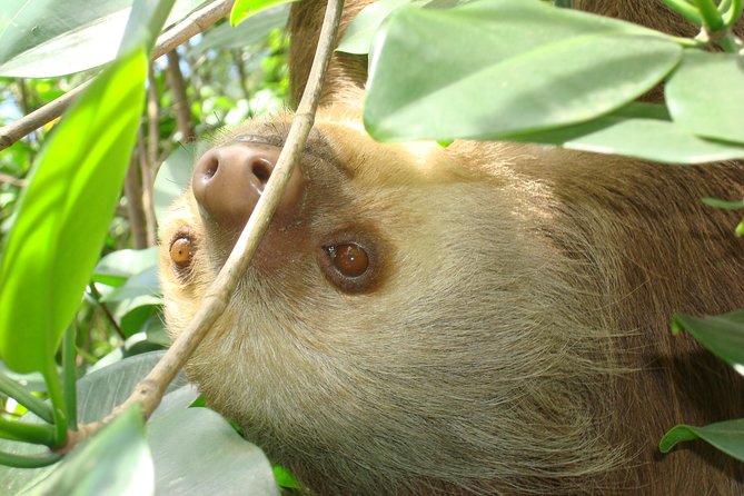 Puerto Limon Highlights 6 in 1 combo Tour. Shore Excursion - Key points to know before booking