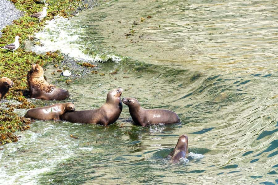 Puerto Madryn: Punta Loma Shore Excursion - Who should book this Punta Loma outing?
