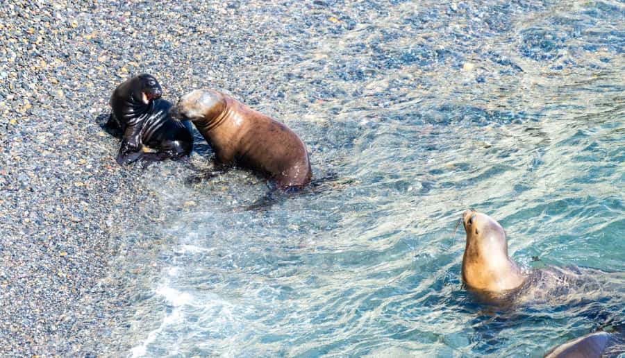 Puerto Madryn: Punta Loma Shore Excursion - Booking flexibility and practical planning