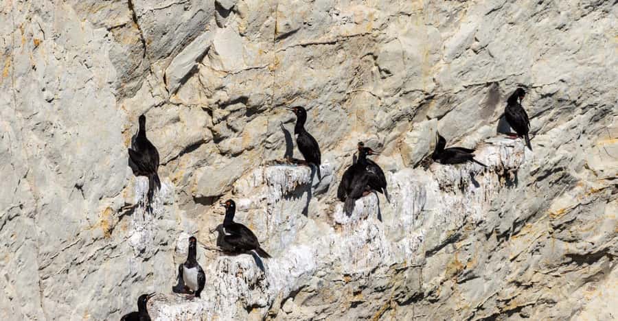 Puerto Madryn: Punta Loma Shore Excursion - FAQ