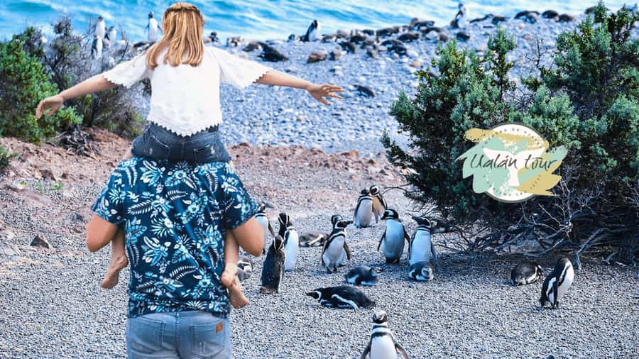 Puerto Madryn: Punta Tombo Shore Excursion for Cruise Guests - Punta Tombo, where penguins cross your path