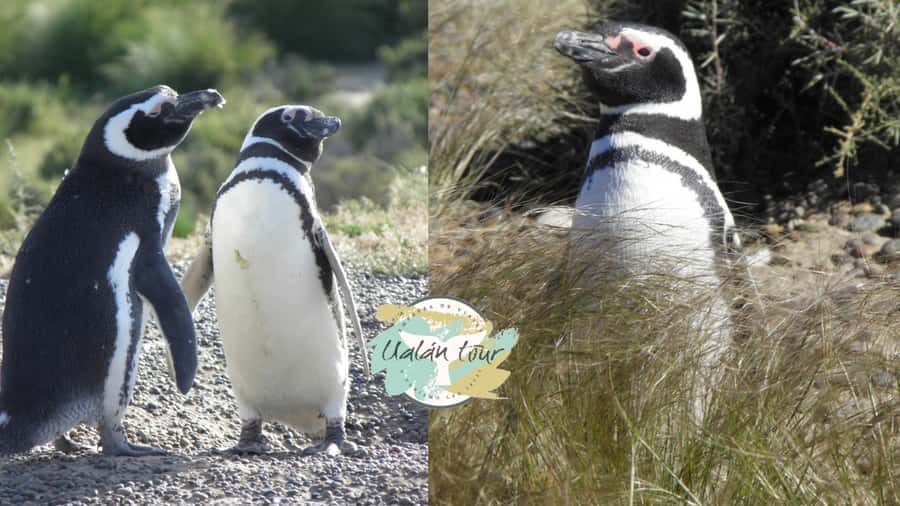 Puerto Madryn: Punta Tombo Shore Excursion for Cruise Guests - Meeting at Piedrabuena Pier