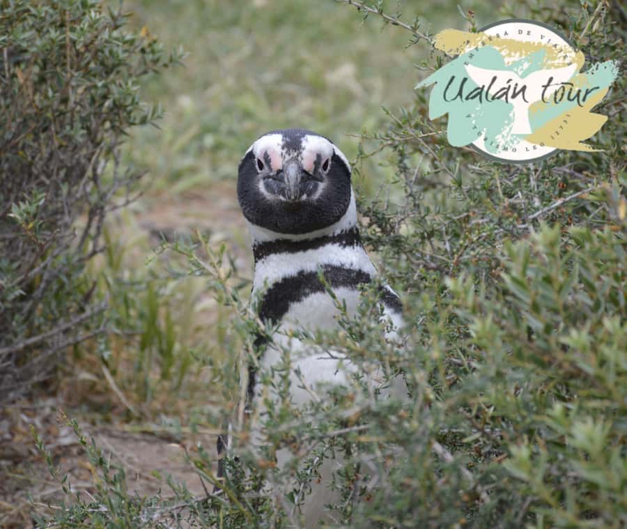 Puerto Madryn: Punta Tombo Shore Excursion for Cruise Guests - Walking among Magellanic penguins