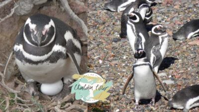 Puerto Madryn: Punta Tombo Shore Excursion for Cruise Guests