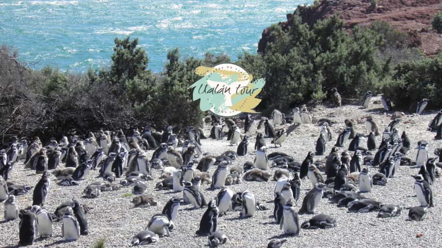 Puerto Madryn: Punta Tombo Shore Excursion for Cruise Guests - What the guide adds to the visit