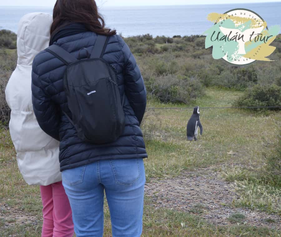 Puerto Madryn: Punta Tombo Shore Excursion for Cruise Guests - Timing, traffic, and the cruise-ship tradeoff
