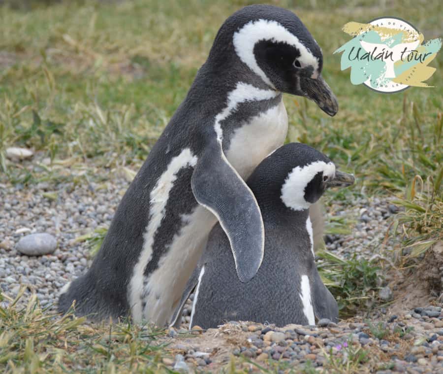 Puerto Madryn: Punta Tombo Shore Excursion for Cruise Guests - Who should book this Punta Tombo trip?