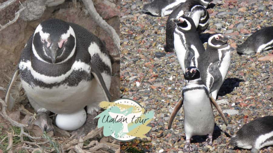 Puerto Madryn: Punta Tombo Shore Excursion for Cruise Guests - The two-hour ride south from Puerto Madryn
