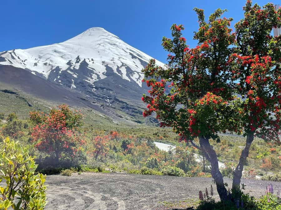 Puerto Montt: Osorno Volcano Tour Shore Tour in Private - Key points to know before you book