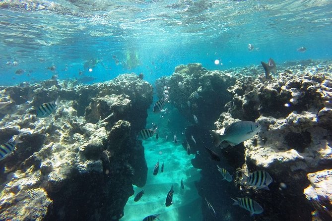 Puerto Plata Shore Excursion, Snorkeling tour & Sosua Beach Day - Guides who make the water time easier