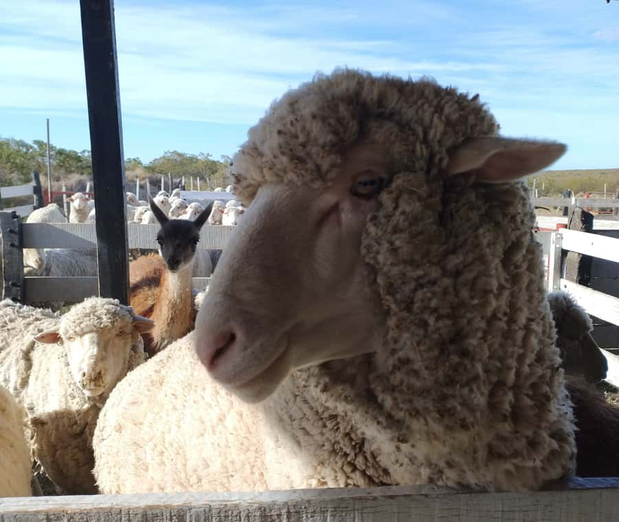 Punta Loma + Ranch Shore Excursion for cruise passengers - A Regional Lunch Built Around Lamb
