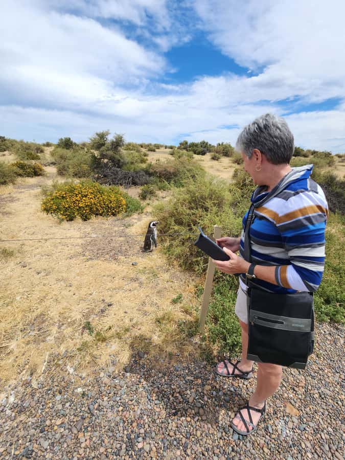 Punta Tombo Cruise Shore Excursion - Walk among penguins - Key things to know before booking