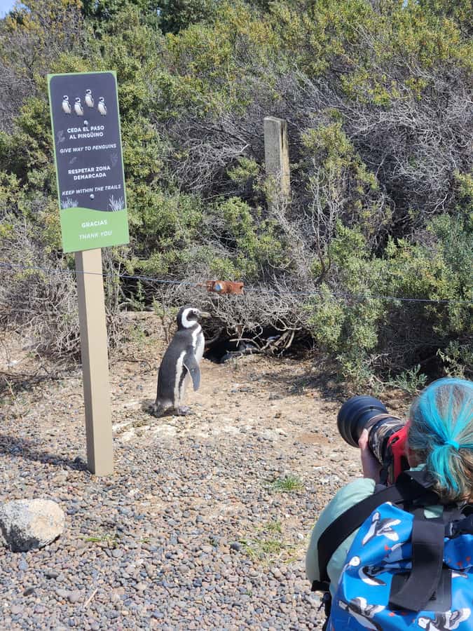 Punta Tombo Cruise Shore Excursion - Walk among penguins - The 170-kilometer ride across the steppe
