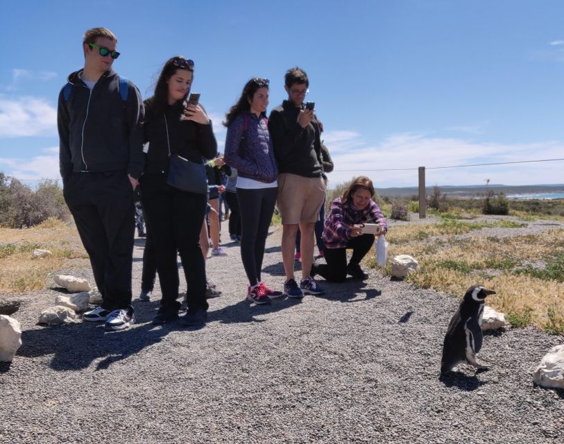 Punta Tombo Cruise Shore Excursion - Walk among penguins - The interpretation center puts the birds in context