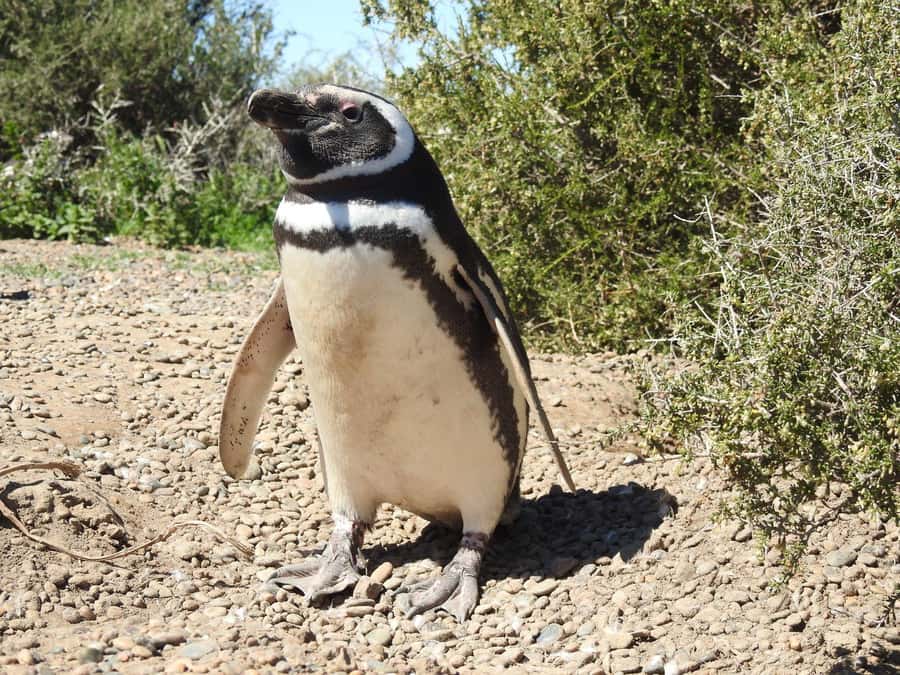 Punta Tombo Cruise Shore Excursion - Walk among penguins - Meeting your group at Puerto Madryn pier