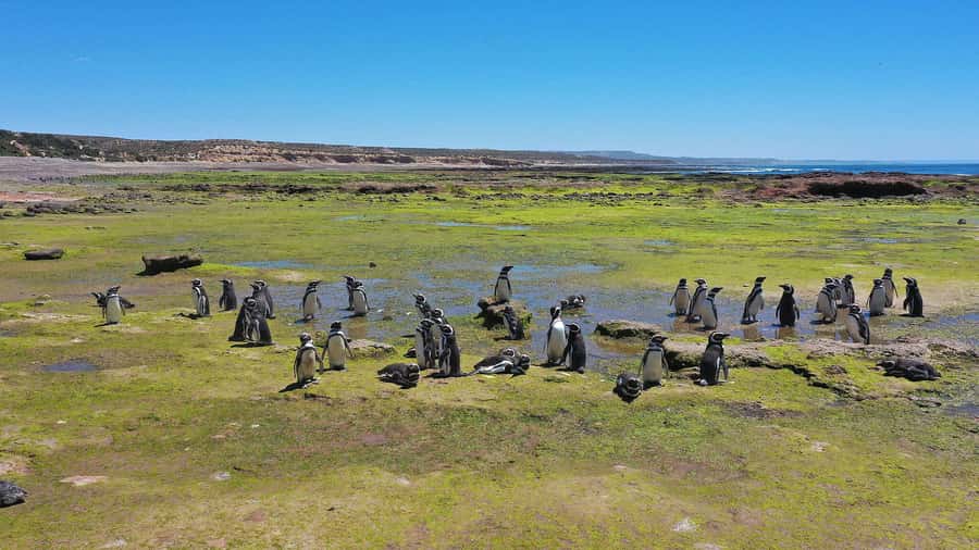 Punta Tombo for cruise-ship passengers - Key points to know before booking