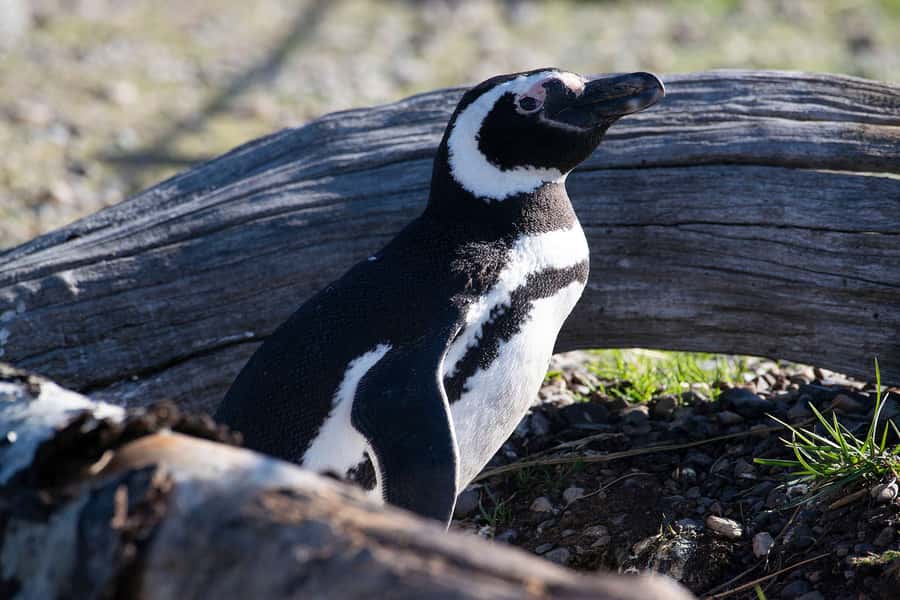 Punta Tombo for cruise-ship passengers - The ride through Chubut Province