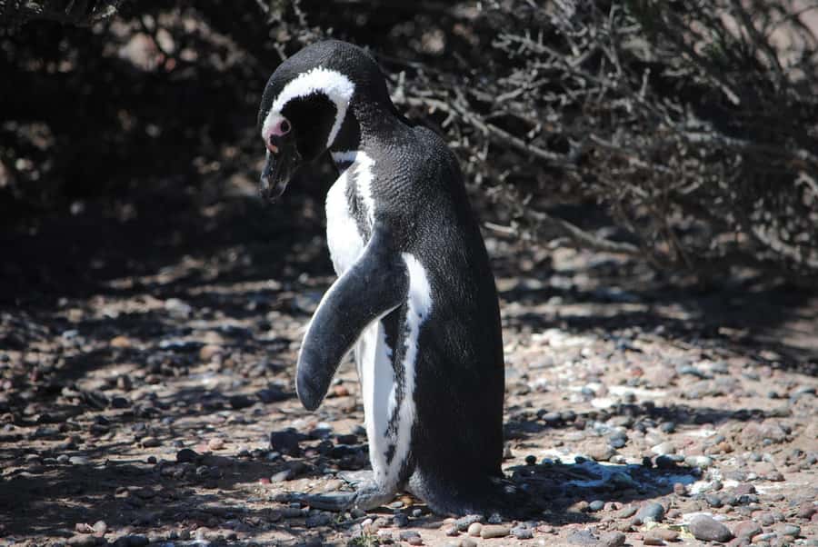 Punta Tombo for cruise-ship passengers - What to bring for a comfortable visit