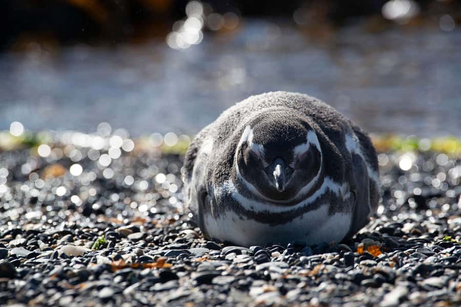 Punta Tombo for cruise-ship passengers - Meeting your guide at Puerto Madryn