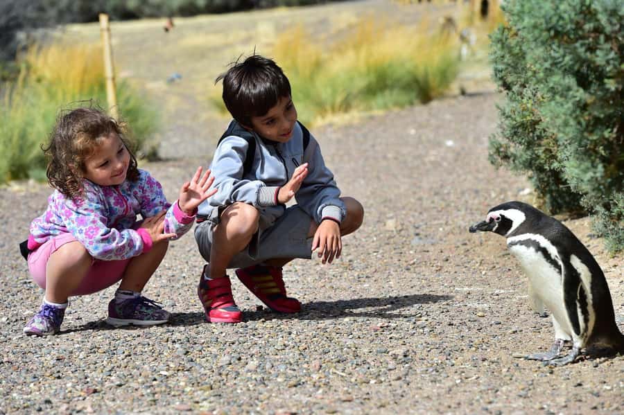Punta Tombo Shore Excursion for Cruise Passengers + City - At a glance