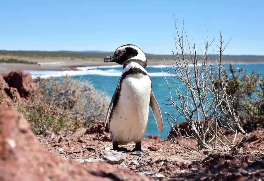 Punta Tombo Shore Excursion for Cruise Passengers + City - What to pack for the coast