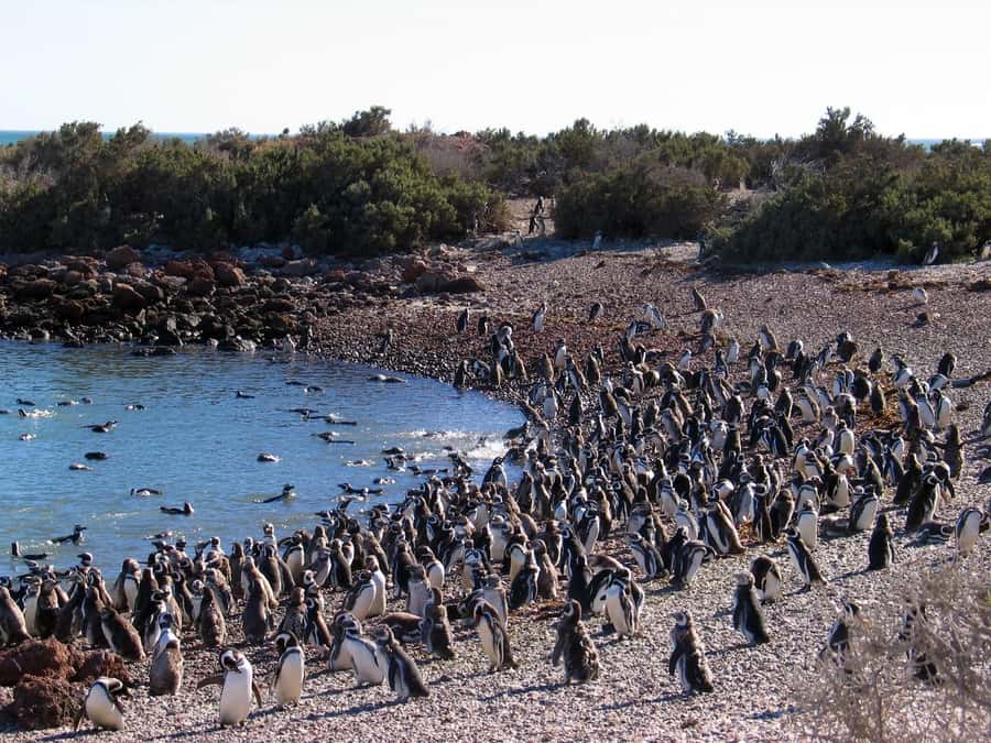 Punta Tombo Shore Excursion for Cruise Passengers + City - The Trelew pause and the practical gas station stop