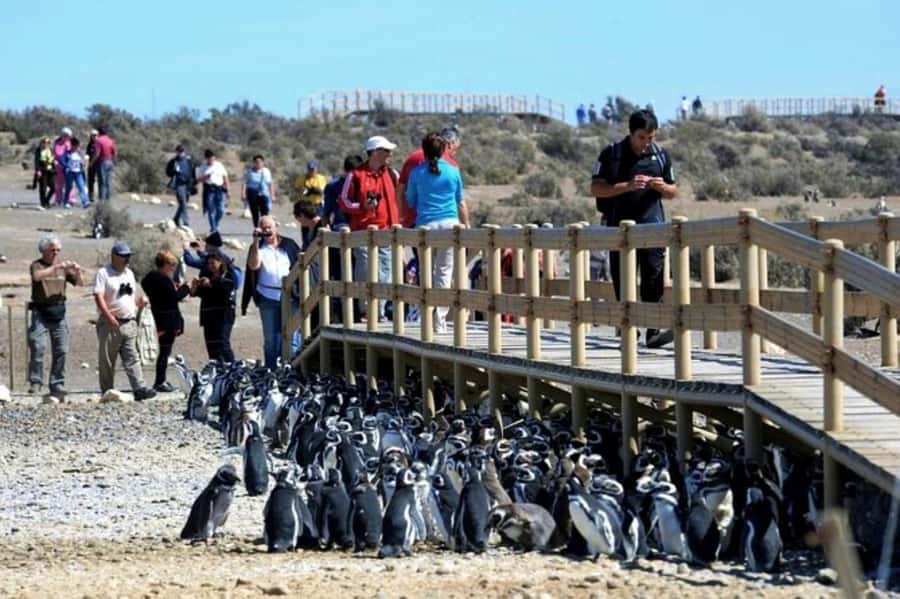 Punta Tombo Shore Excursion for Cruise Passengers + City - About 105 minutes among the penguins