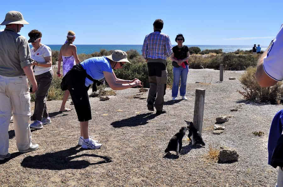 Punta Tombo Shore Excursion for Cruise Passengers + City - Who will enjoy this excursion most
