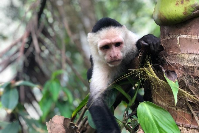 Puntarenas Shore Excursion: Rainforest Skywalk & Tarcoles River - Who should book this Puntarenas excursion?
