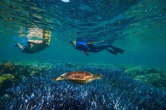 Quicksilver Great Barrier Reef Snorkel Cruise from Port Douglas - The fast catamaran from Port Douglas