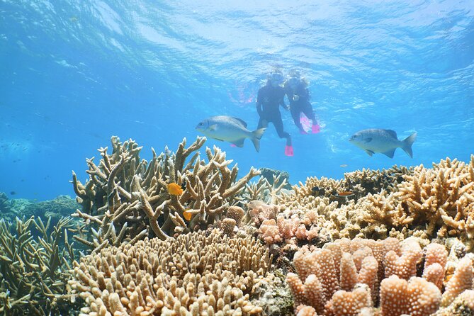 Quicksilver Great Barrier Reef Snorkel Cruise from Port Douglas - Optional scuba, guided snorkeling, and helicopter views
