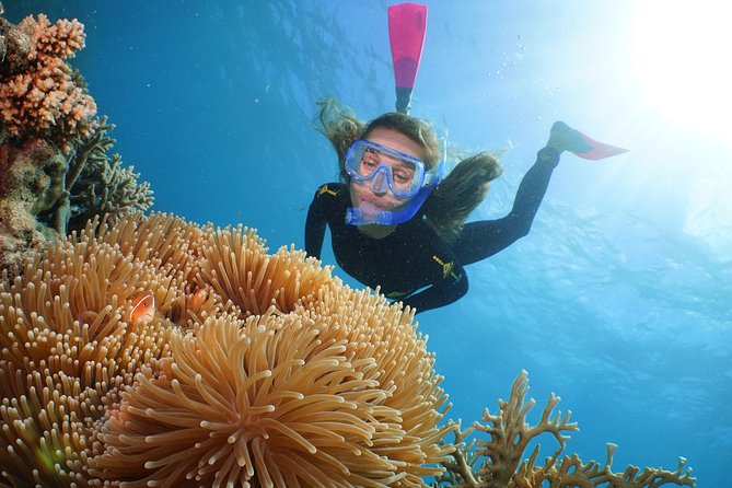 Quicksilver Great Barrier Reef Snorkel Cruise from Port Douglas - What the reef may look like