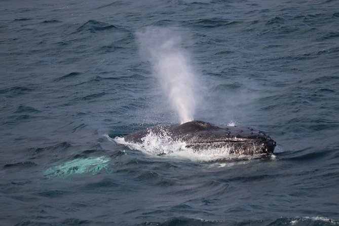 Reykjavik Shore Excursion: Whale-Watching Cruise - Key points before you book
