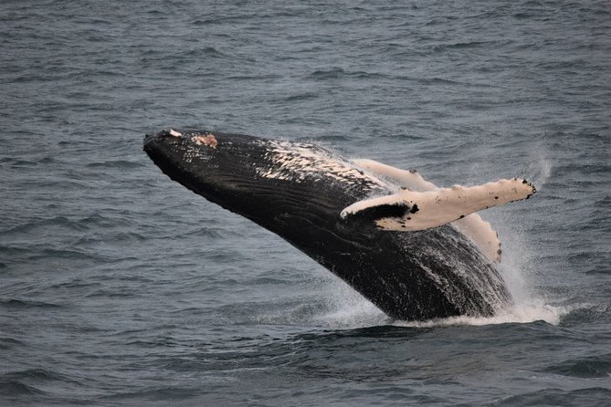 Reykjavik Shore Excursion: Whale-Watching Cruise - Leaving Skarfabakki Harbour for Faxaflói Bay