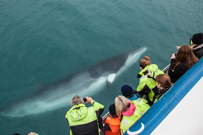 Reykjavik Shore Excursion: Whale-Watching Cruise - Finding whales, dolphins, porpoises, and seabirds
