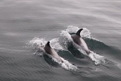 Whale-Watching Cruise