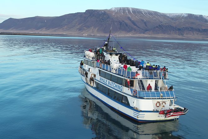 Reykjavik Shore Excursion: Whale-Watching Cruise - Is the $108.13 price good value?