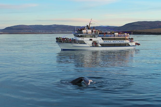 Reykjavik Shore Excursion: Whale-Watching Cruise - Who should book this Reykjavik cruise?