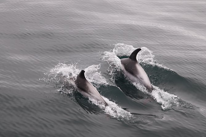 Reykjavik Shore Excursion: Whale-Watching Cruise - Choosing between the 3.5-hour and high-speed cruises