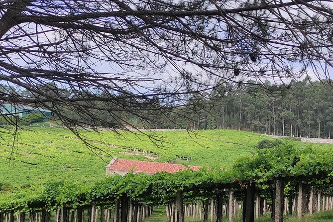 Rias Baixas PRIVATE Shore tour - Why this Galician shore tour feels different