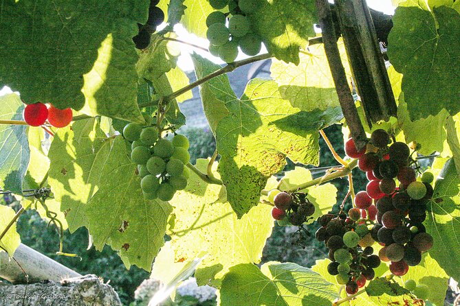 Rias Baixas PRIVATE Shore tour - What the $828.03 group price means