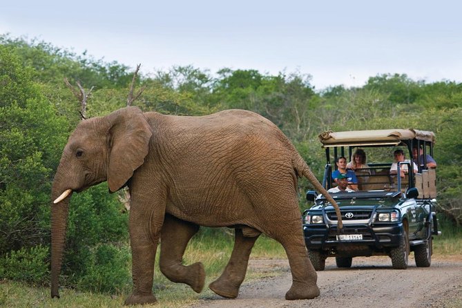 Richards Bay Shore Excursion: Pvt Small Group Hluhluwe & DumaZulu - Why This Shore Excursion Works So Well