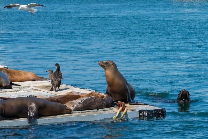 San Diego Shore Excursion: San Diego Seal Tour - Starting at Seaport Village near the cruise terminal