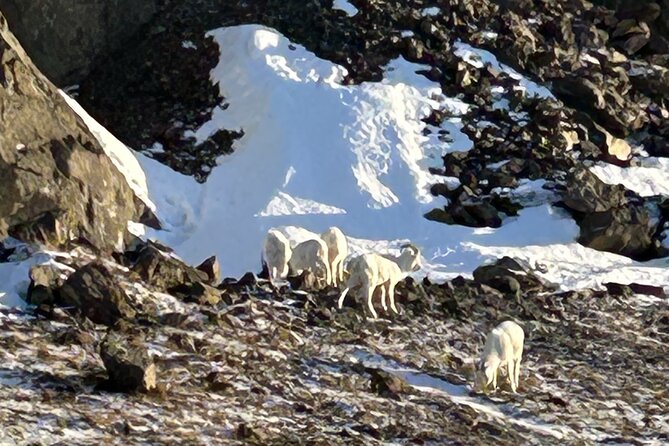 Seward: To Anchorage Full Day Transit Tour with Port Pickup - Chugach Mountains and Turnagain Arm